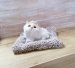 Котенок на подушке